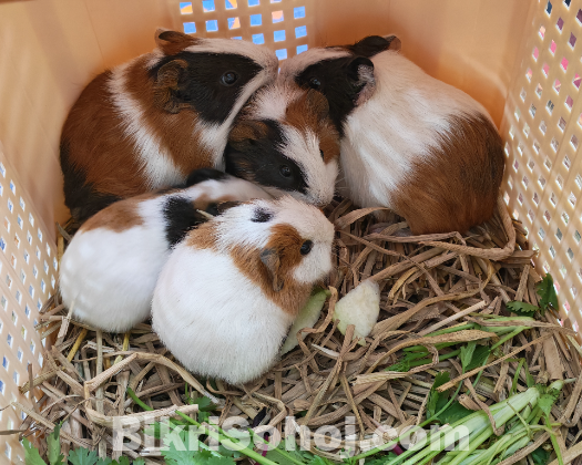 Guineapig
